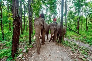 scenic view of Valmiki National Park